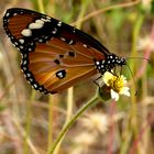 Schmetterling auf Kapverden