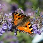 Schmetterling auf Katzen Minze