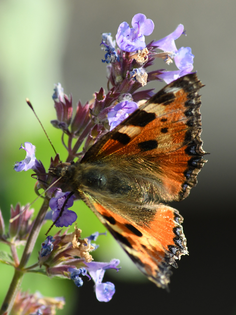 Schmetterling-auf-Katzenminze_1