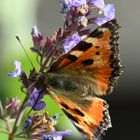 Schmetterling-auf-Katzenminze_1