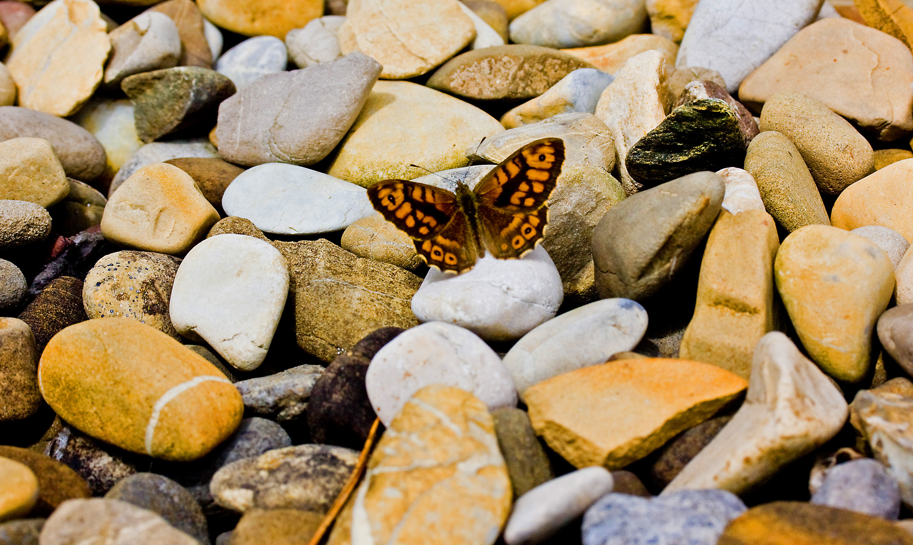 Schmetterling auf Kieselsteinen