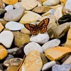 Schmetterling auf Kieselsteinen