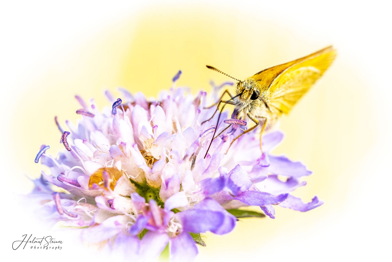 Schmetterling auf Klee