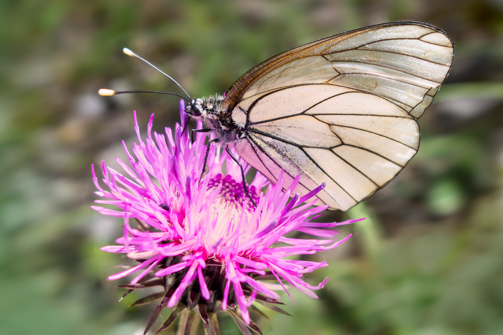 Schmetterling auf Klee