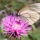 Schmetterling auf Klee