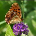 Schmetterling auf Klee