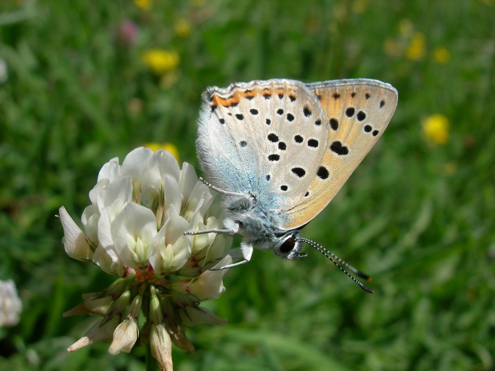 Schmetterling auf Kleeblüte