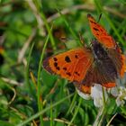 Schmetterling auf Kleeblüte