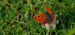 Schmetterling auf Kleeblüte