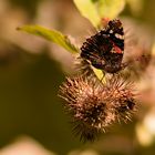 Schmetterling auf Klette