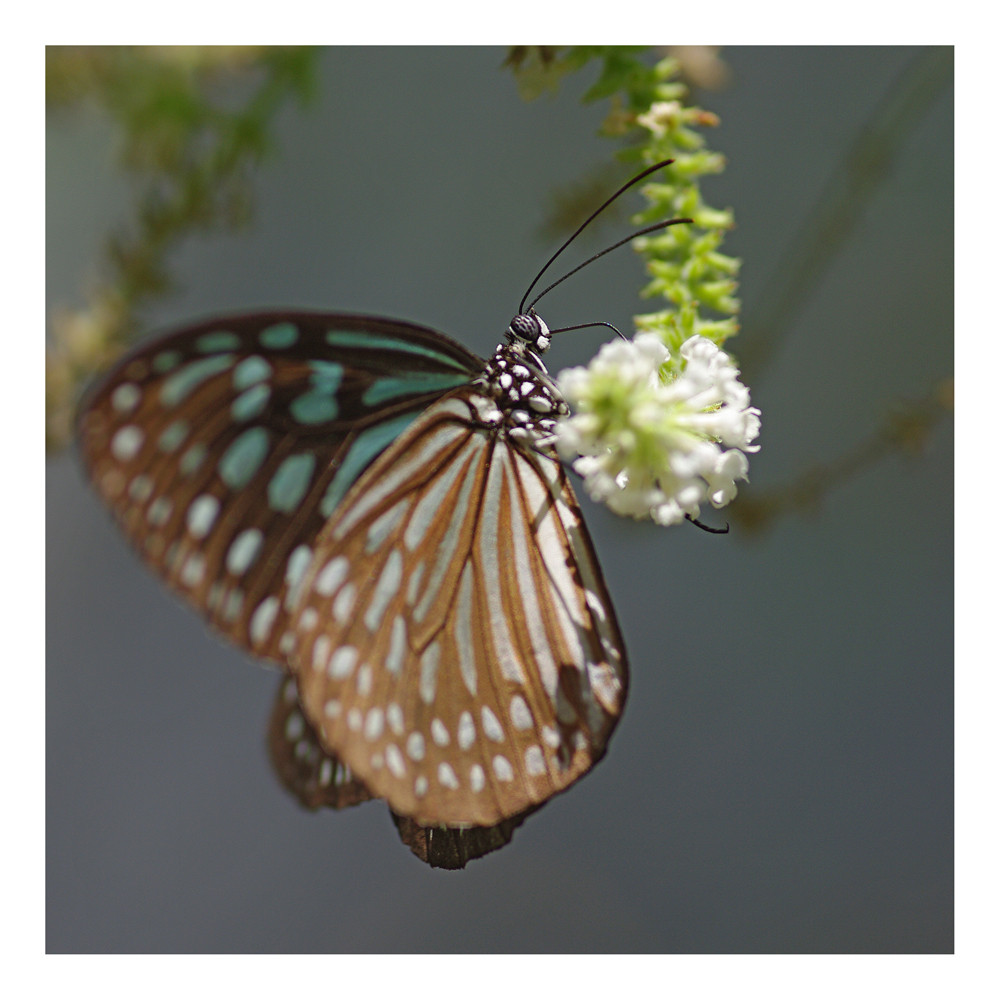 Schmetterling auf Koh Samui