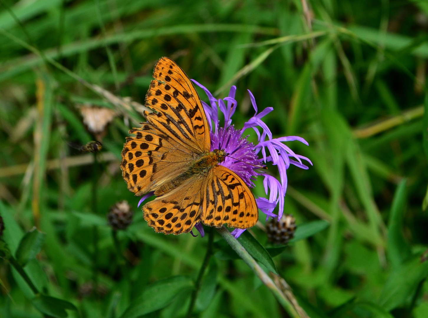 Schmetterling auf Kornblume