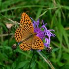 Schmetterling auf Kornblume