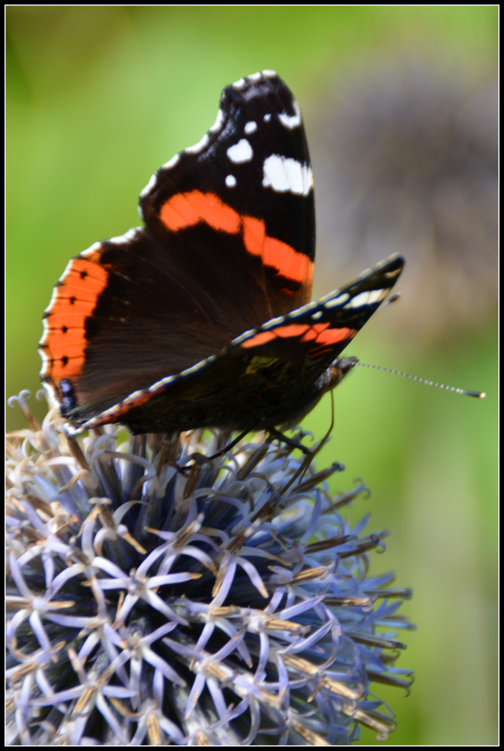 Schmetterling auf Kugeldistel