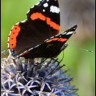 Schmetterling auf Kugeldistel