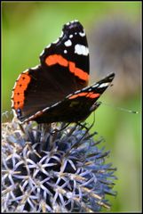 Schmetterling auf Kugeldistel