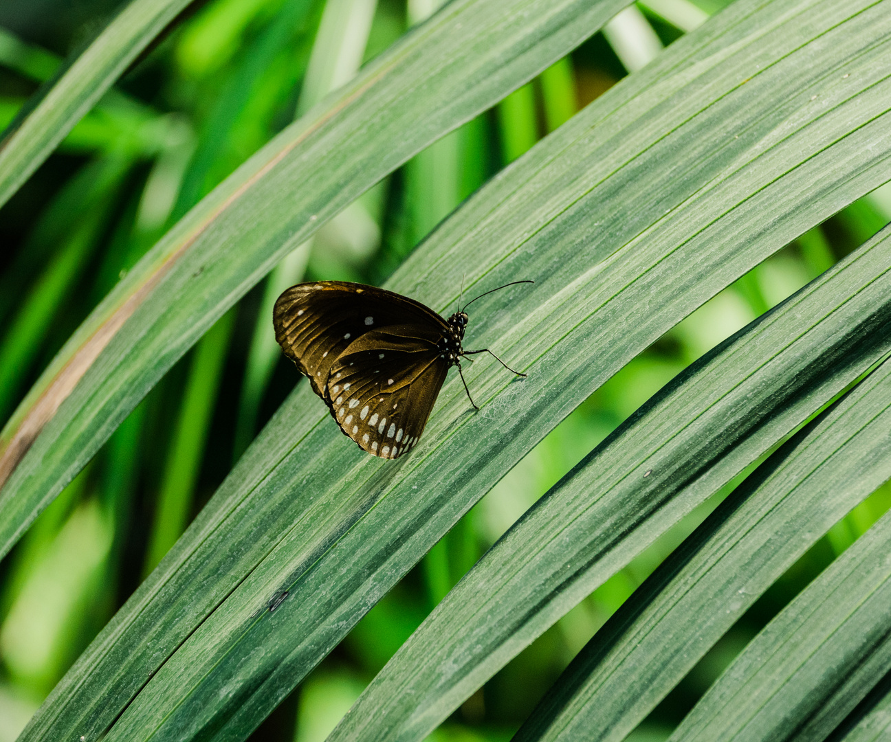 Schmetterling auf langem Blatt Mannheim Luisenpark 2020 2020