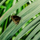 Schmetterling auf langem Blatt Mannheim Luisenpark 2020 2020