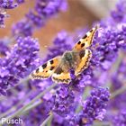 Schmetterling auf Lavendel