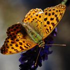 Schmetterling auf Lavendel