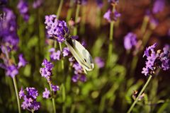 Schmetterling auf Lavendel