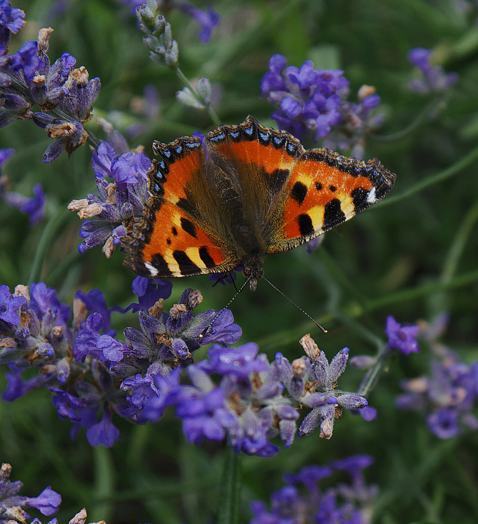 Schmetterling auf Lavendel