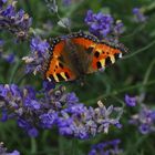 Schmetterling auf Lavendel