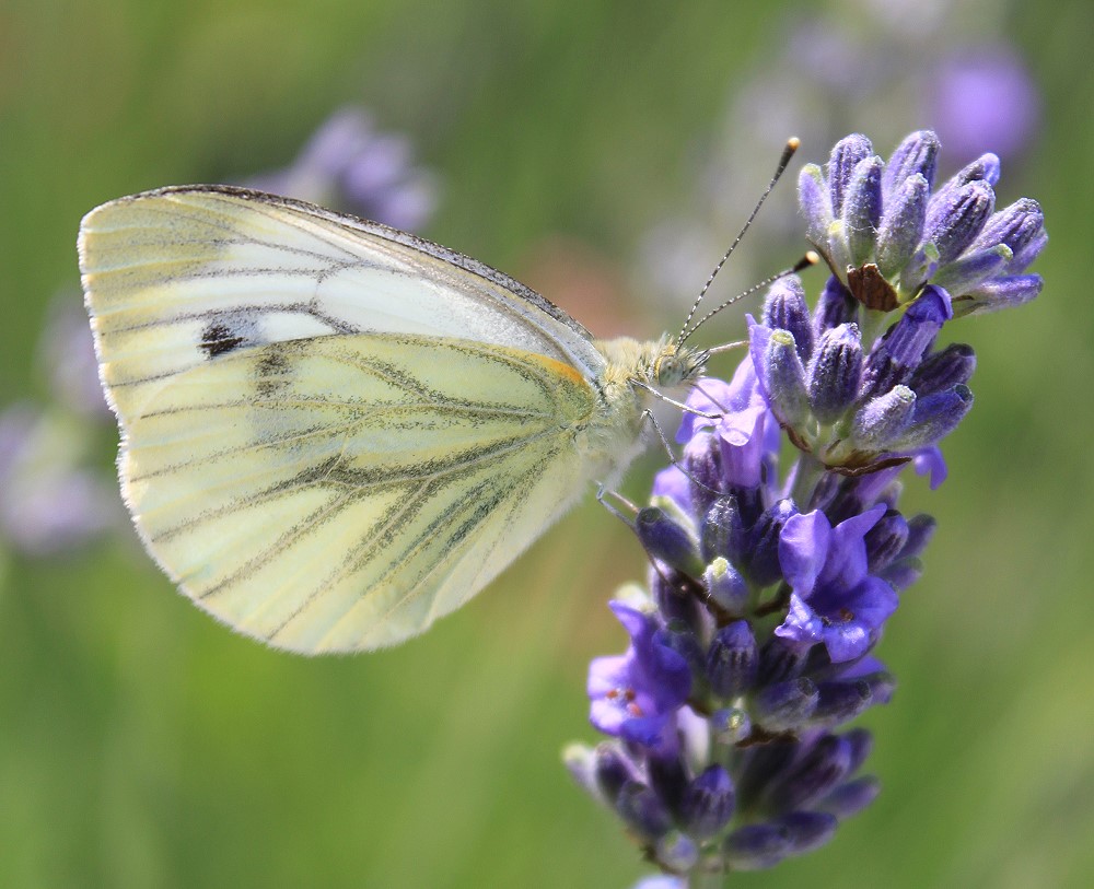 Schmetterling auf Lavendel 2