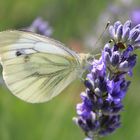 Schmetterling auf Lavendel 2