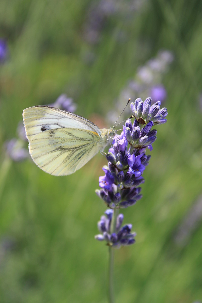 Schmetterling auf Lavendel