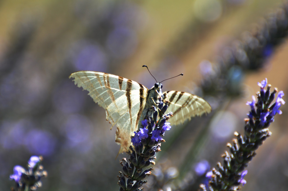 Schmetterling auf Lavendel