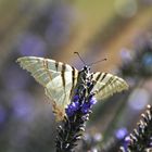 Schmetterling auf Lavendel