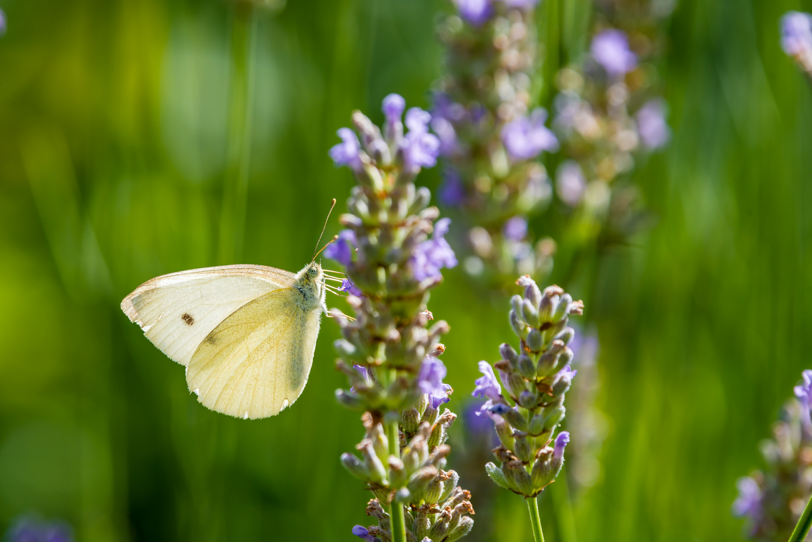 Schmetterling auf Lavendel 79