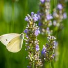 Schmetterling auf Lavendel 79