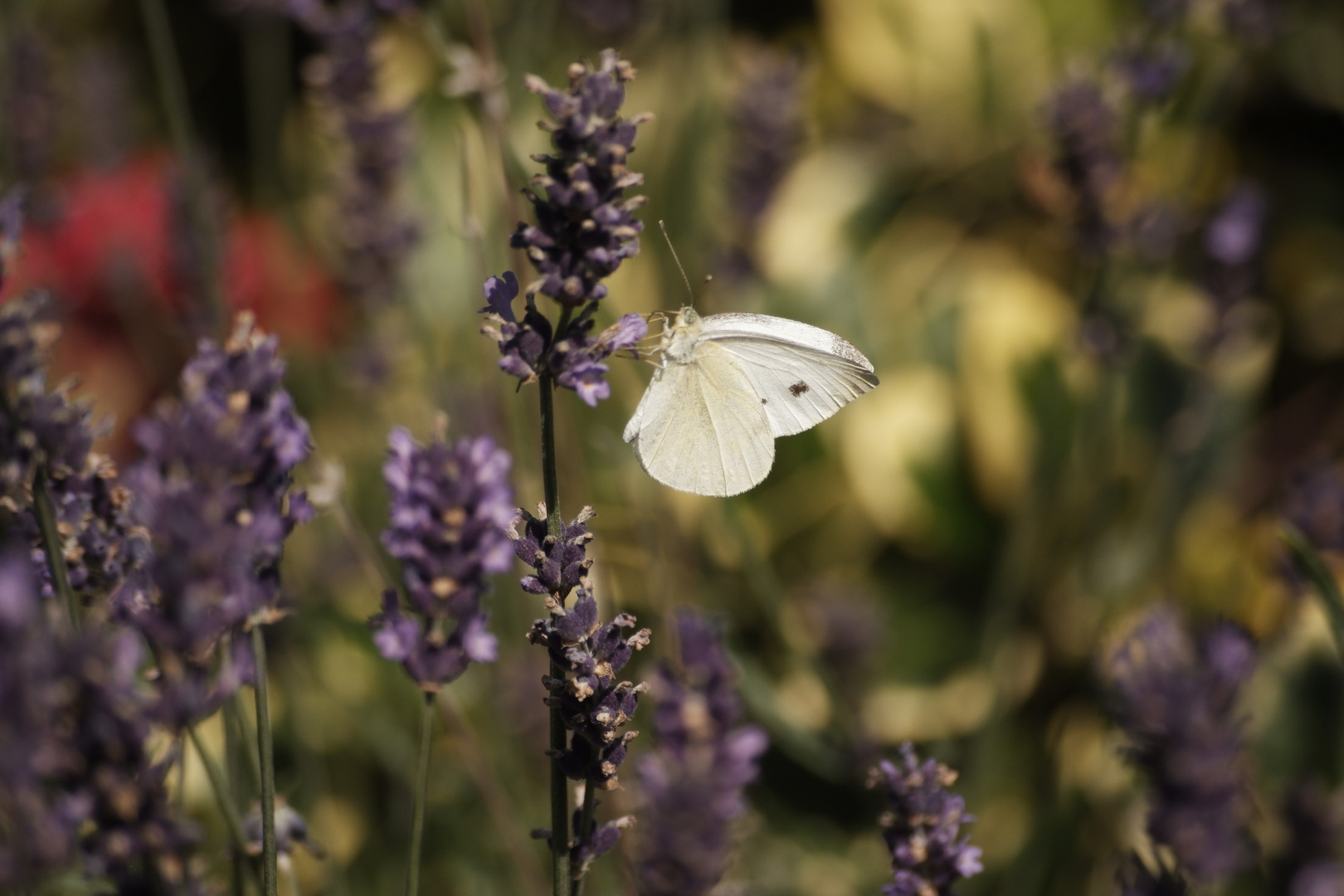 Schmetterling auf Lavendel