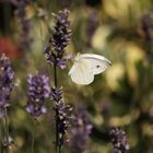 Schmetterling auf Lavendel