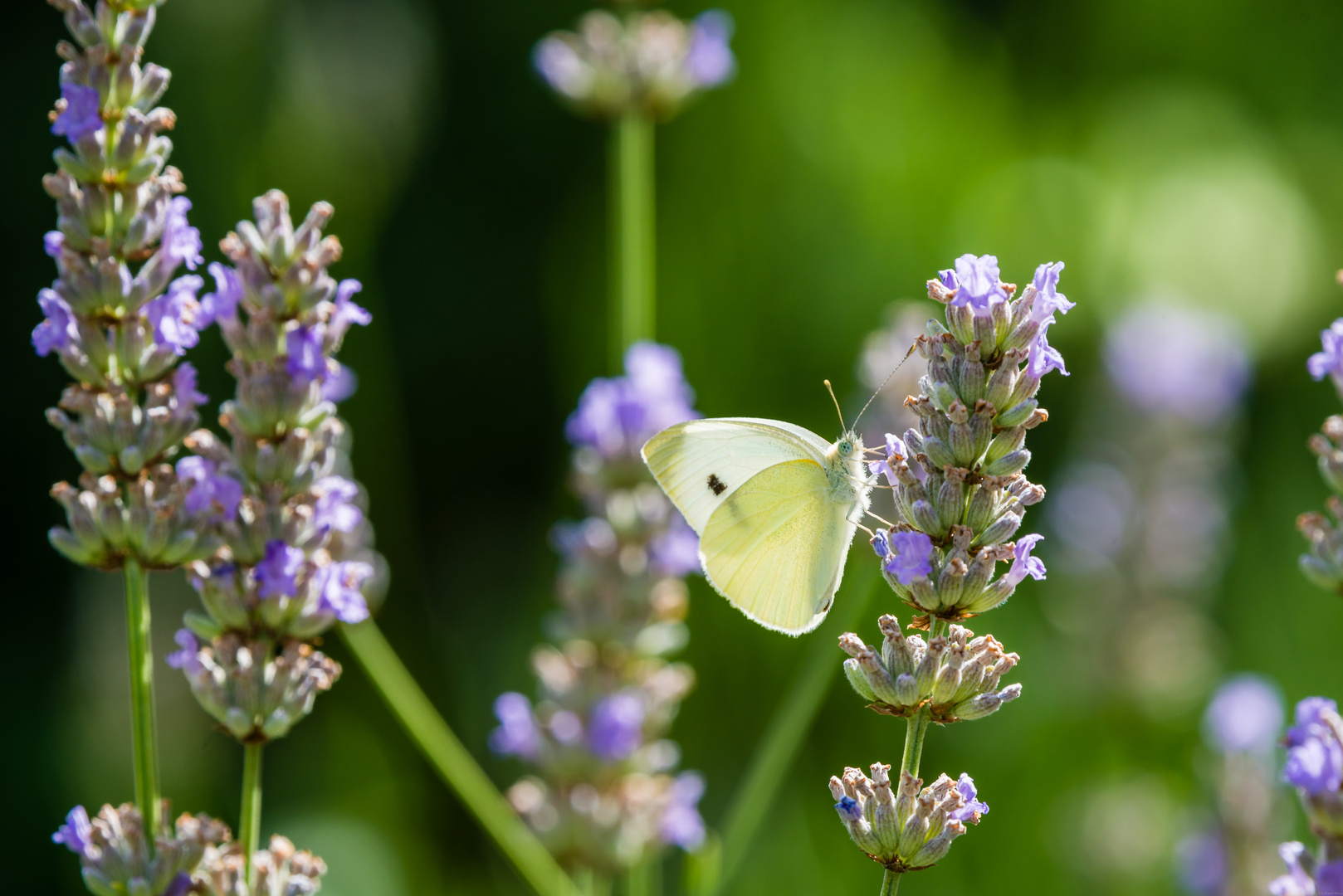 Schmetterling auf Lavendel 99