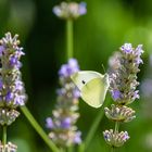 Schmetterling auf Lavendel 99
