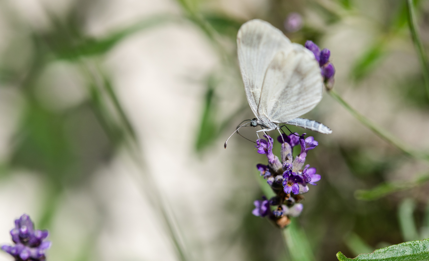 Schmetterling auf Lavendel 