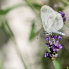 Schmetterling auf Lavendel 