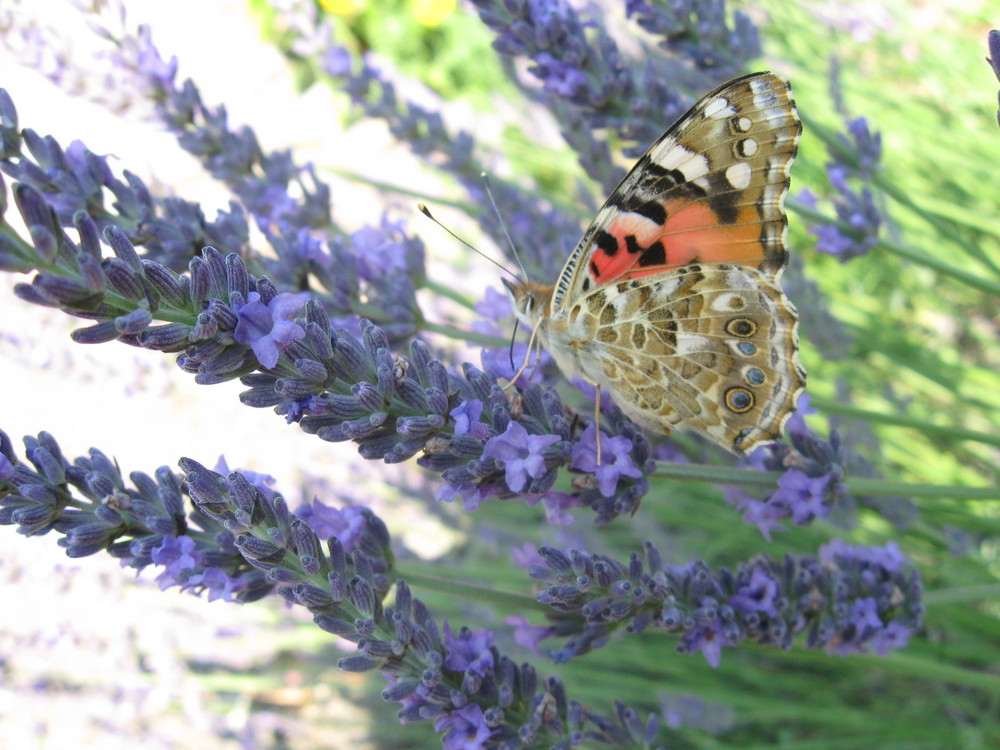 Schmetterling auf Lavendel