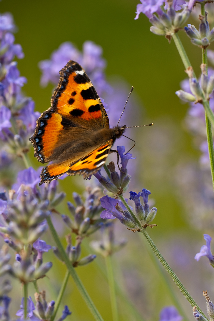 Schmetterling auf Lavendel