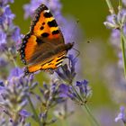 Schmetterling auf Lavendel