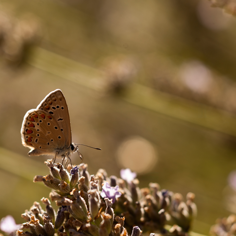 Schmetterling auf Lavendel