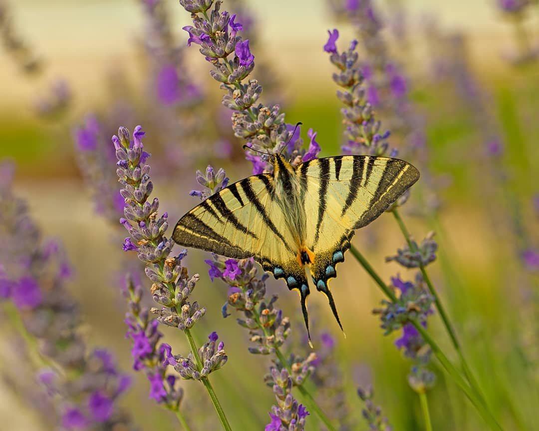 Schmetterling auf Lavendel 