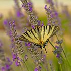 Schmetterling auf Lavendel 