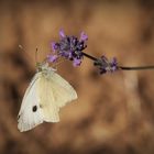 Schmetterling auf Lavendelblüte -1