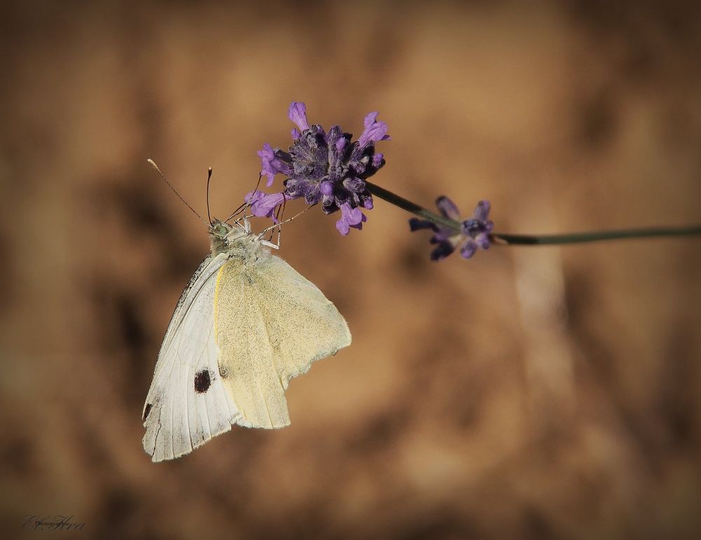 Schmetterling auf Lavendelblüte -1