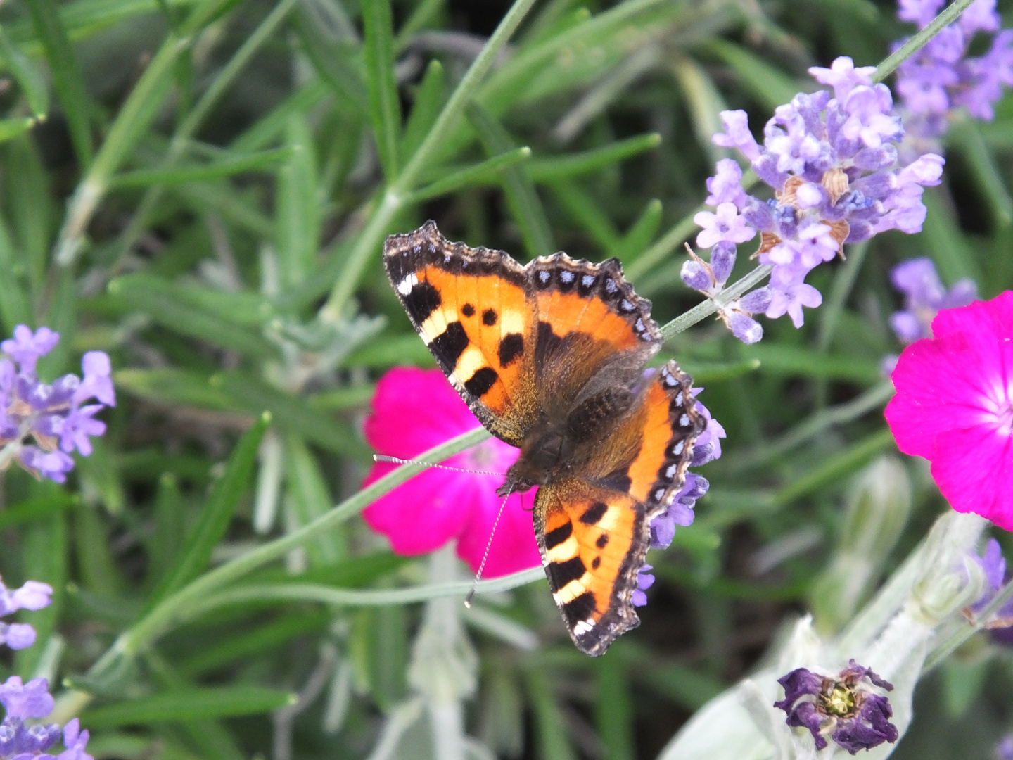 Schmetterling auf Lavendelblüte