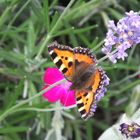 Schmetterling auf Lavendelblüte